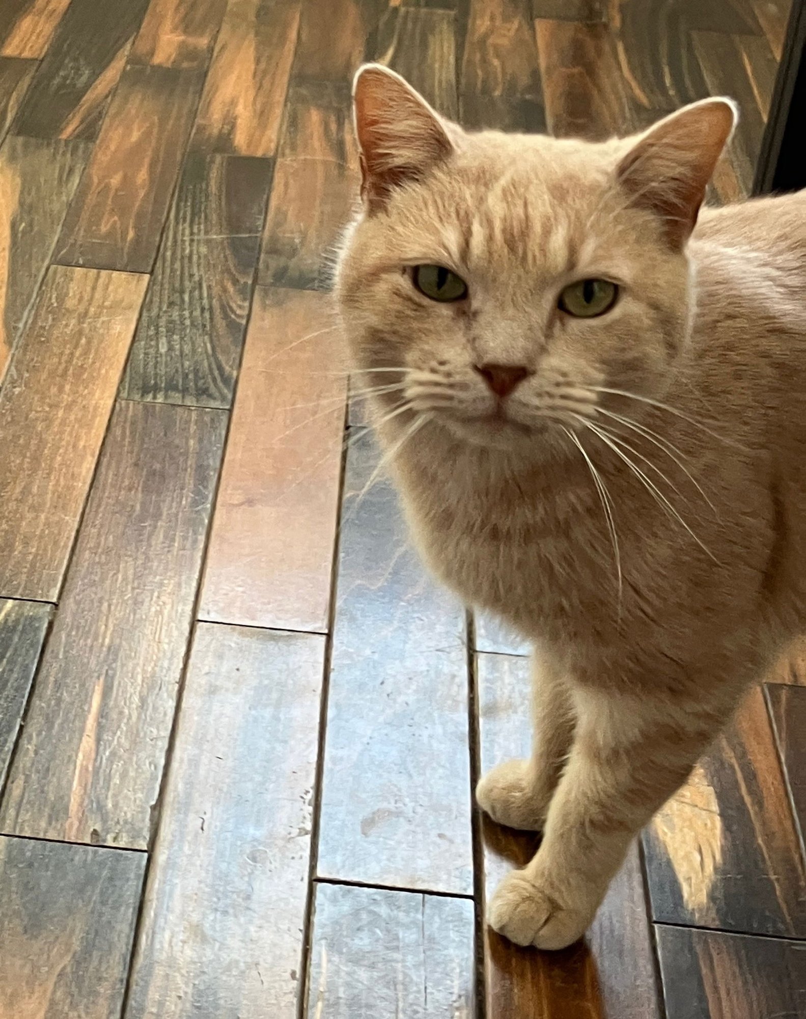 Nicolas - Not At shelter (April) - Photo 3