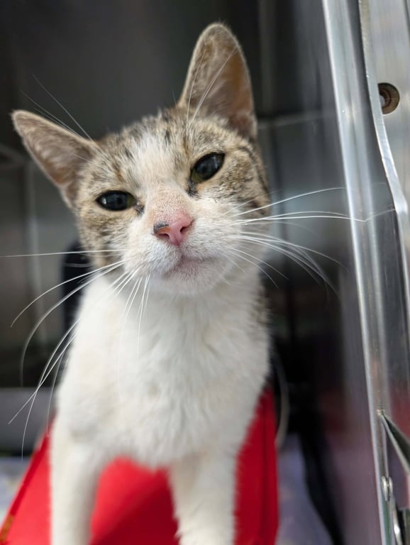 RosaMay: Visit At Petsmart Lynchburg Image
