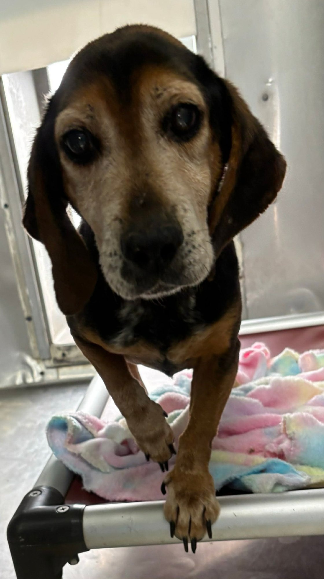 SCOUT: NOT AT THE SHELTER (HARMONY RESCUE)) - Beagle available for adoption
