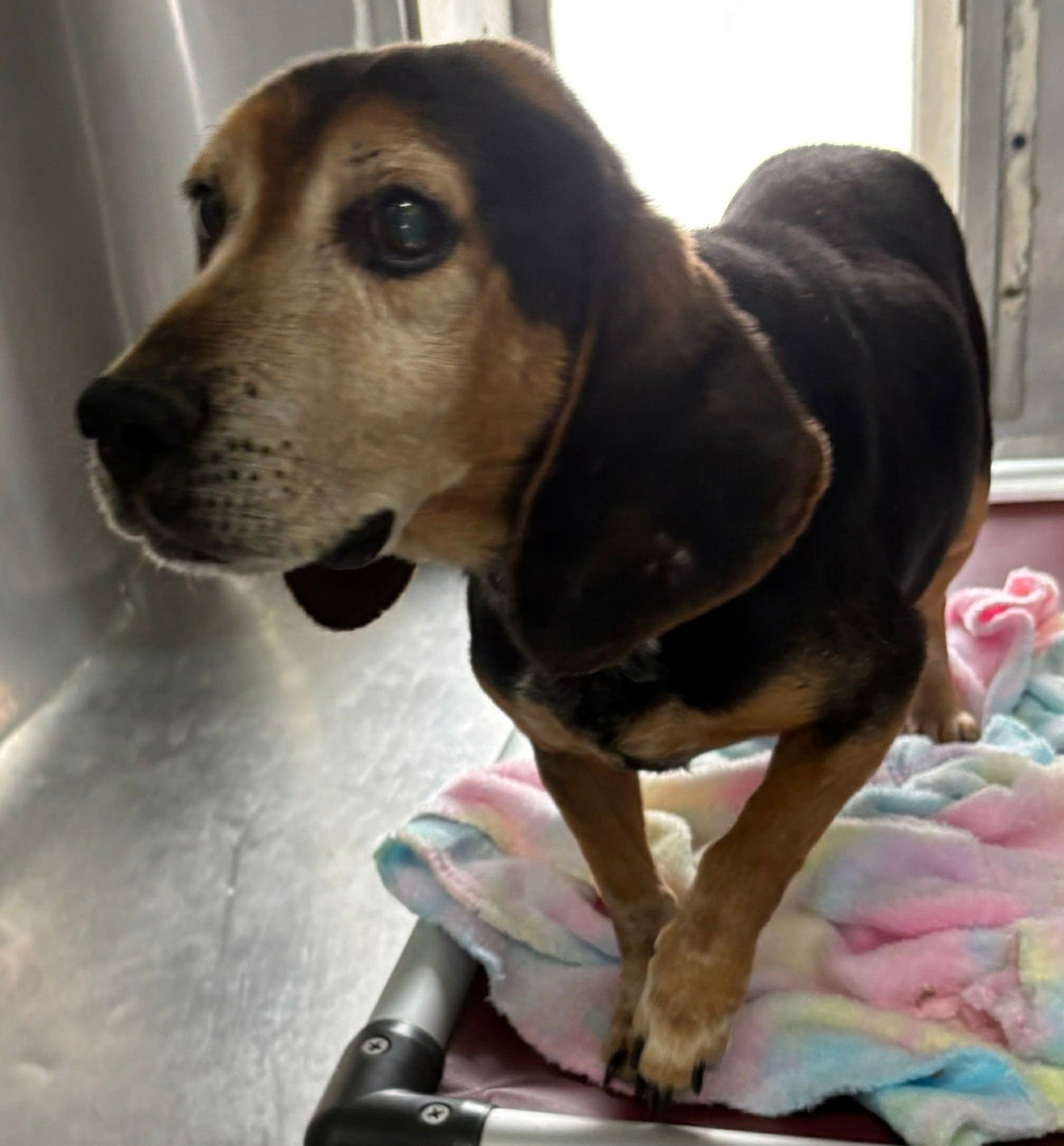 SCOUT: NOT AT THE SHELTER (HARMONY RESCUE)) - Beagle available for adoption
