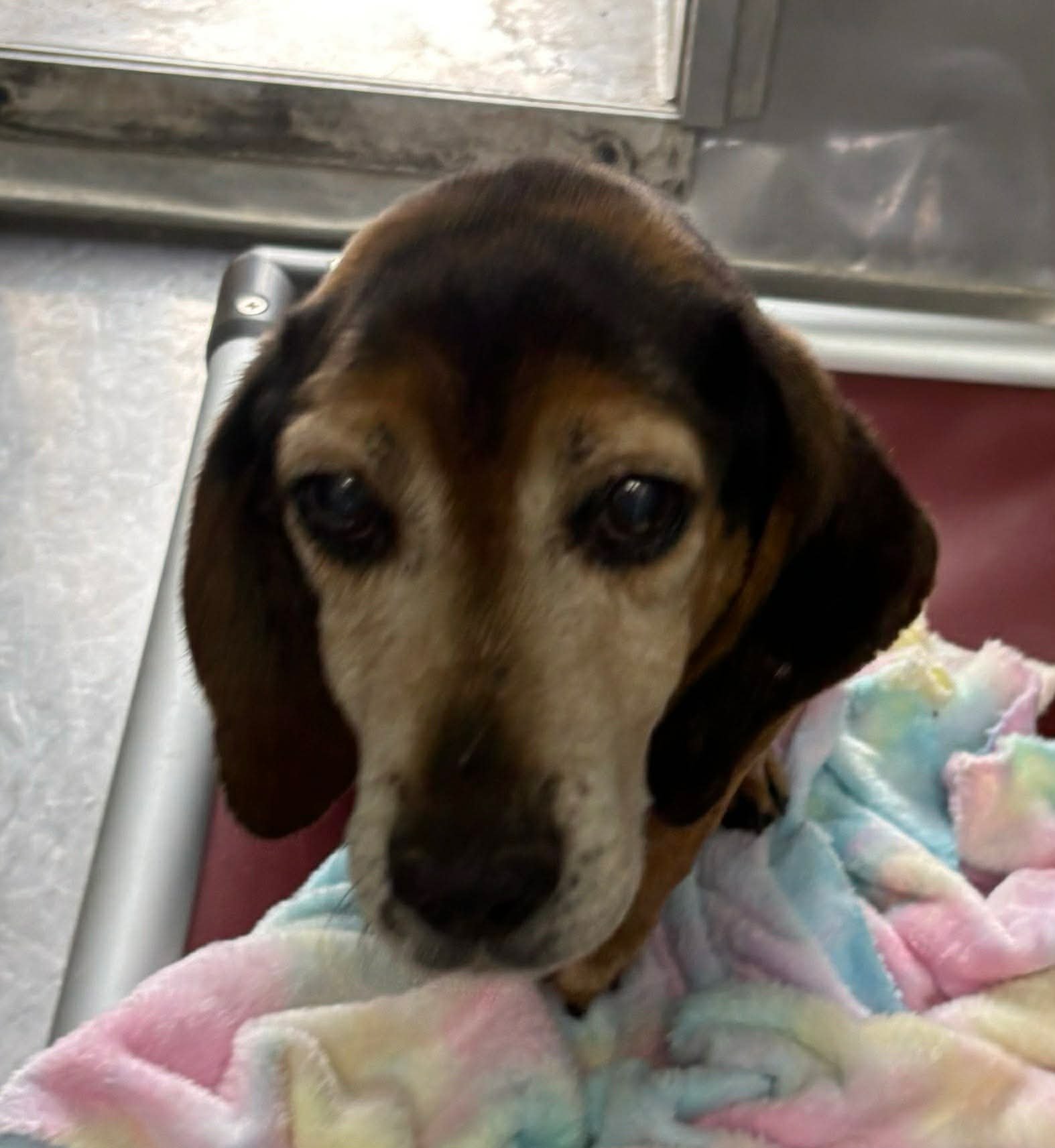 Scout: Not at the shelter (Harmony Rescue)) - Photo 3