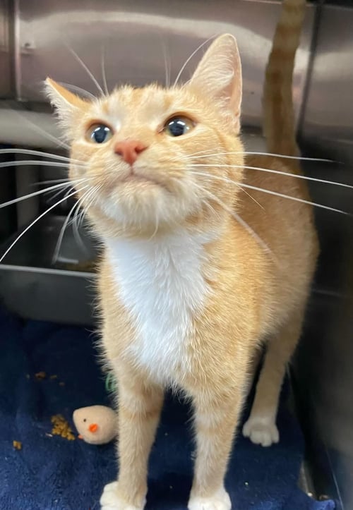 MISS ROADY - AT SHELTER - Domestic Short Hair available for adoption