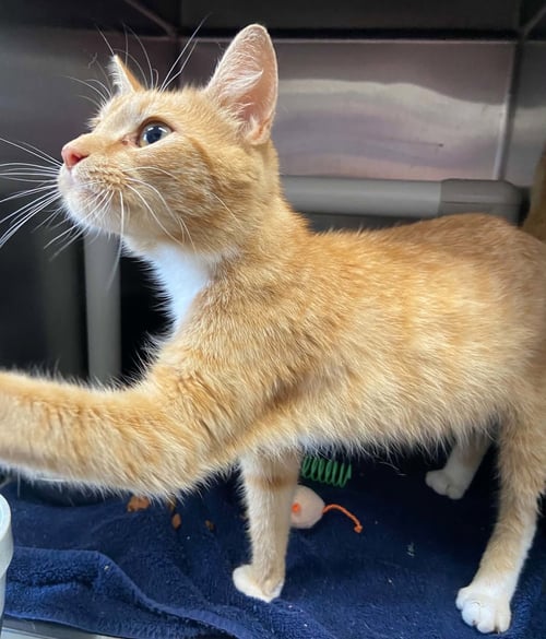MISS ROADY - AT SHELTER - Domestic Short Hair available for adoption