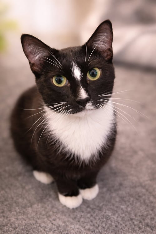 RORY (NOT AT THE SHELTER-FAITH) - Domestic Short Hair available for adoption