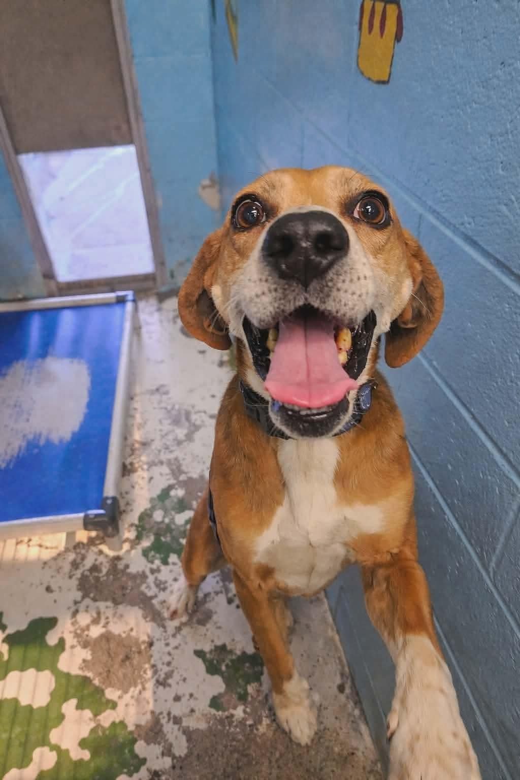 CARL: NOT AT SHELTER (TORIE) - Hound available for adoption