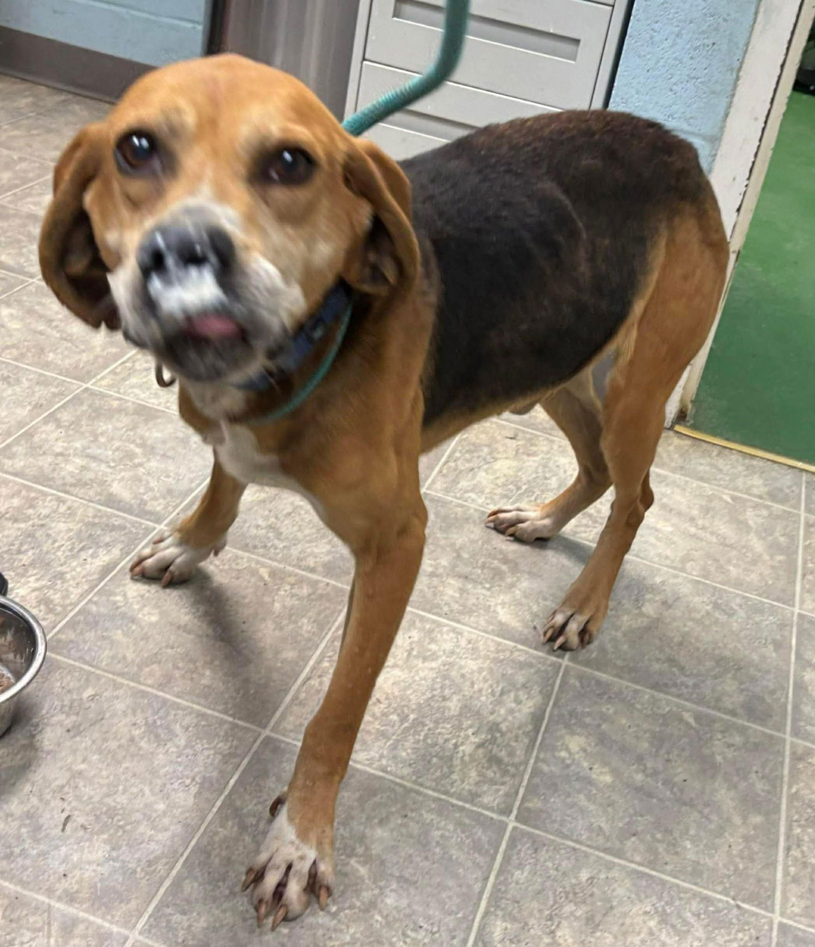 CARL: NOT AT SHELTER (TORIE) - Hound available for adoption