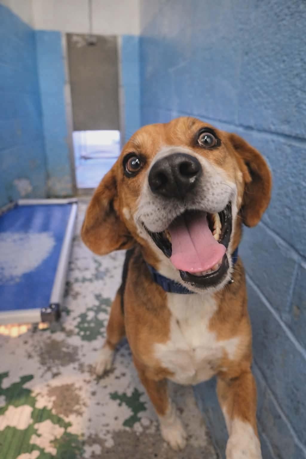 Carl: Not at shelter (Torie) - Photo 3