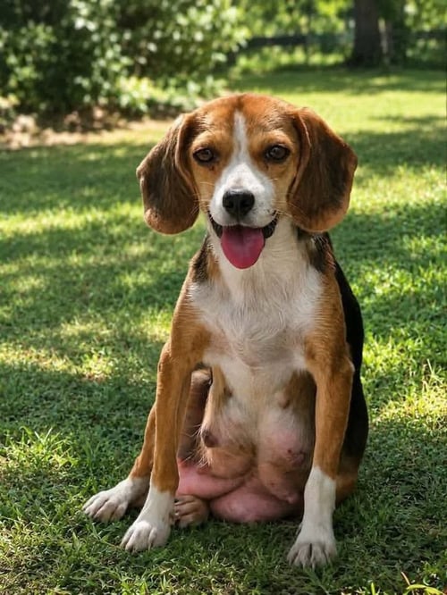 BUTTERFINGER- AT SHELTER AVAILABLE 8/8 - Beagle available for adoption