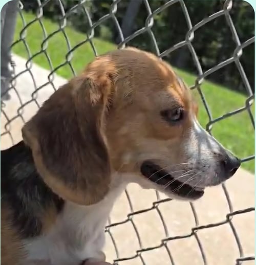 BUTTERFINGER- AT SHELTER AVAILABLE 8/8 - Beagle available for adoption
