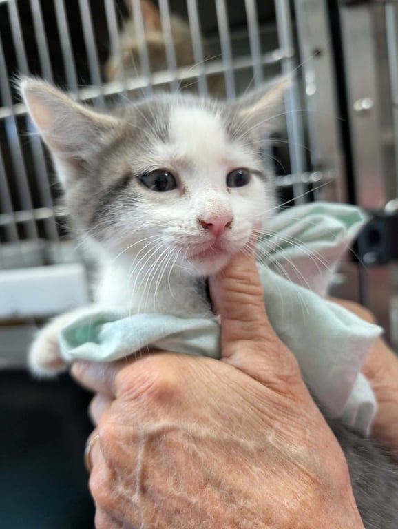 Teddy - Not at shelter (Shannon) Image