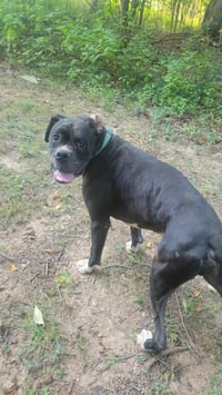 Bear Sanders - At shelter available 8/31 - Photo 1