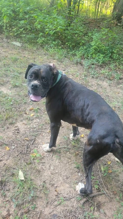BEAR SANDERS - AT SHELTER AVAILABLE 8/31 - Boxer available for adoption