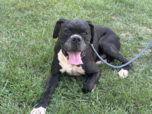 BEAR SANDERS: AT SHELTER, AVAILABLE 8/31 - Boxer available for adoption