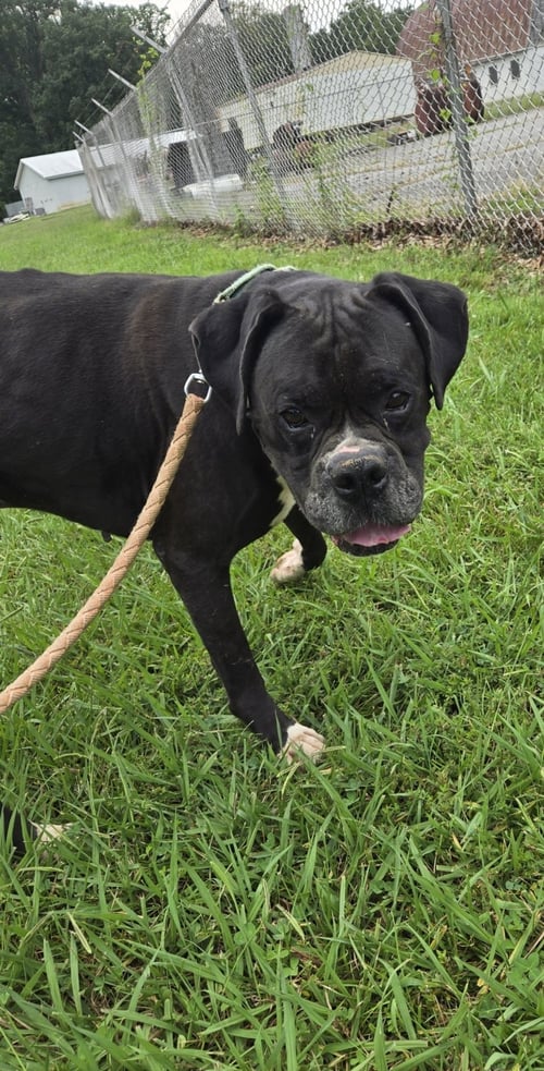 BEAR SANDERS - AT SHELTER AVAILABLE 8/31 - Boxer available for adoption