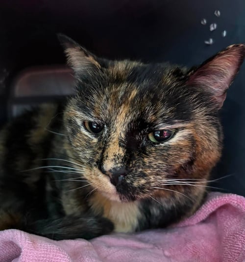 PRINCESS BETTY WHITE: ADOPTION PENDING - Domestic Short Hair available for adoption