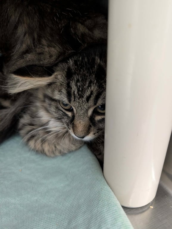 Amazon - At shelter Image