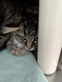 Amazon - At shelter - Photo 1
