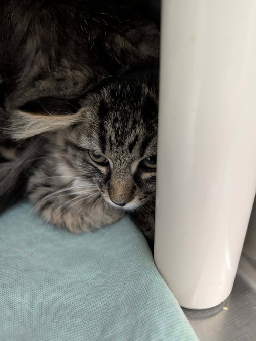AMAZON - AT SHELTER - Domestic Short Hair available for adoption