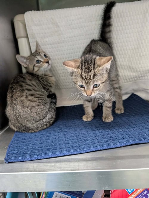 RICHLAND - NOT AT SHELTER (FAITH) - Domestic Short Hair available for adoption