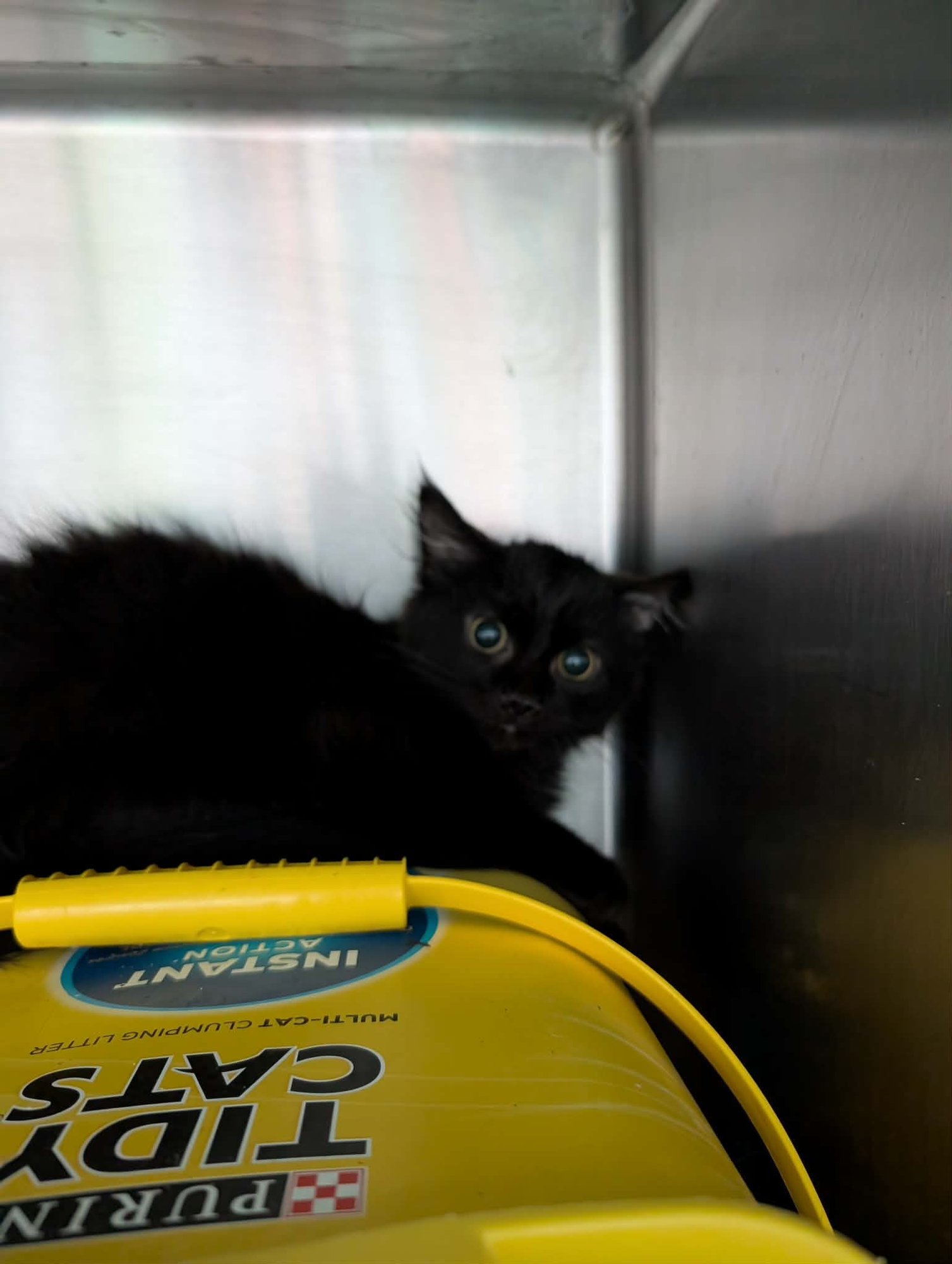 COLE: NOT AT SHELTER (FAITH) - Domestic Medium Hair available for adoption