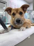 CRASH NOT AT SHELTER (VET) AVAILABLE 5/21 - Shepherd available for adoption