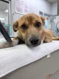 CRASH NOT AT SHELTER (VET) AVAILABLE 5/21 - Shepherd available for adoption