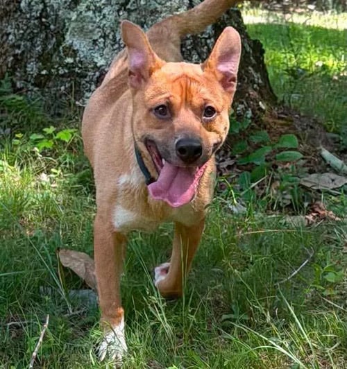 CRASH:  NOT AT SHELTER (JOAN)