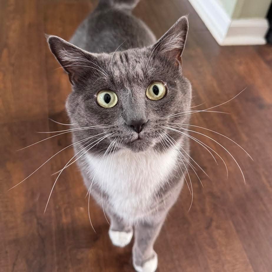 HANK - NOT AT THE SHELTER - Domestic Short Hair available for adoption