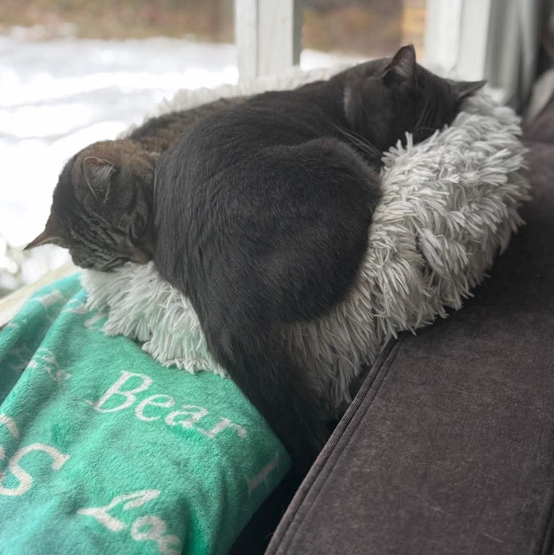 HANK - NOT AT THE SHELTER - Domestic Short Hair available for adoption