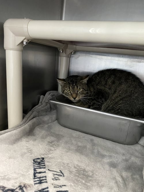 BOY GEORGE - AT SHELTER - Domestic Short Hair available for adoption