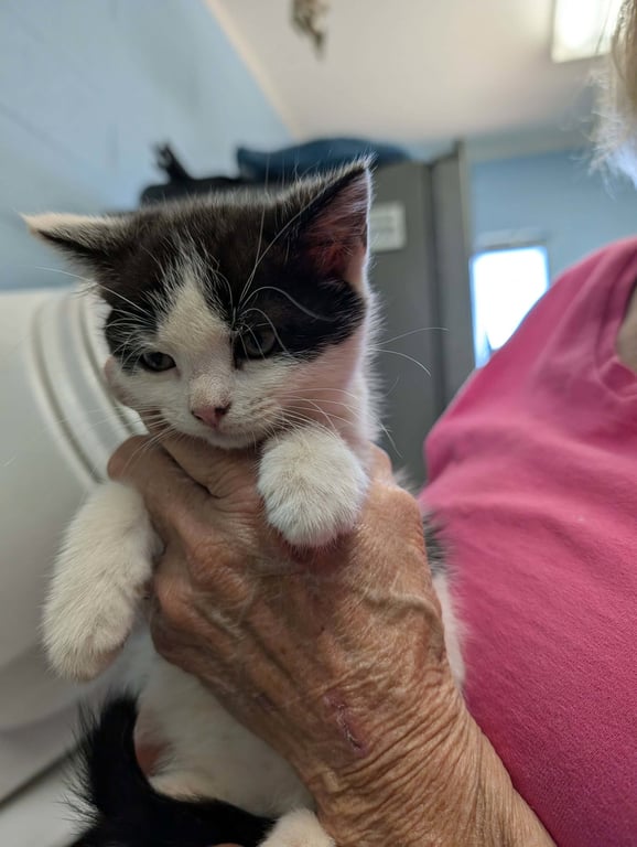 Maisy - Not at shelter (Sierra) Image