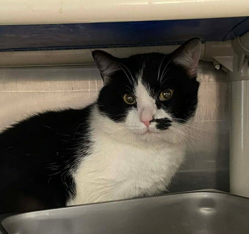 ROCKY TOP: AT SHELTER - Domestic Short Hair available for adoption