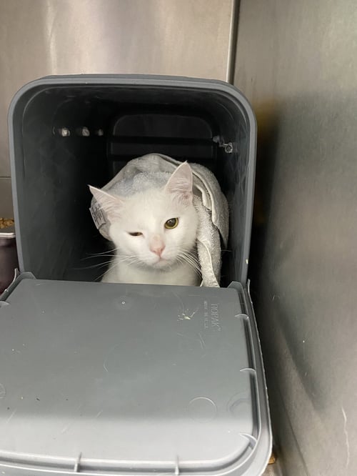 LUFFY -VISIT AT PETSMART LYNCHBURG - Domestic Short Hair available for adoption