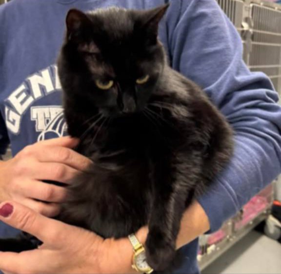 HEARTSIE: NOT AT SHELTER - (DEBRA) - Domestic Short Hair available for adoption