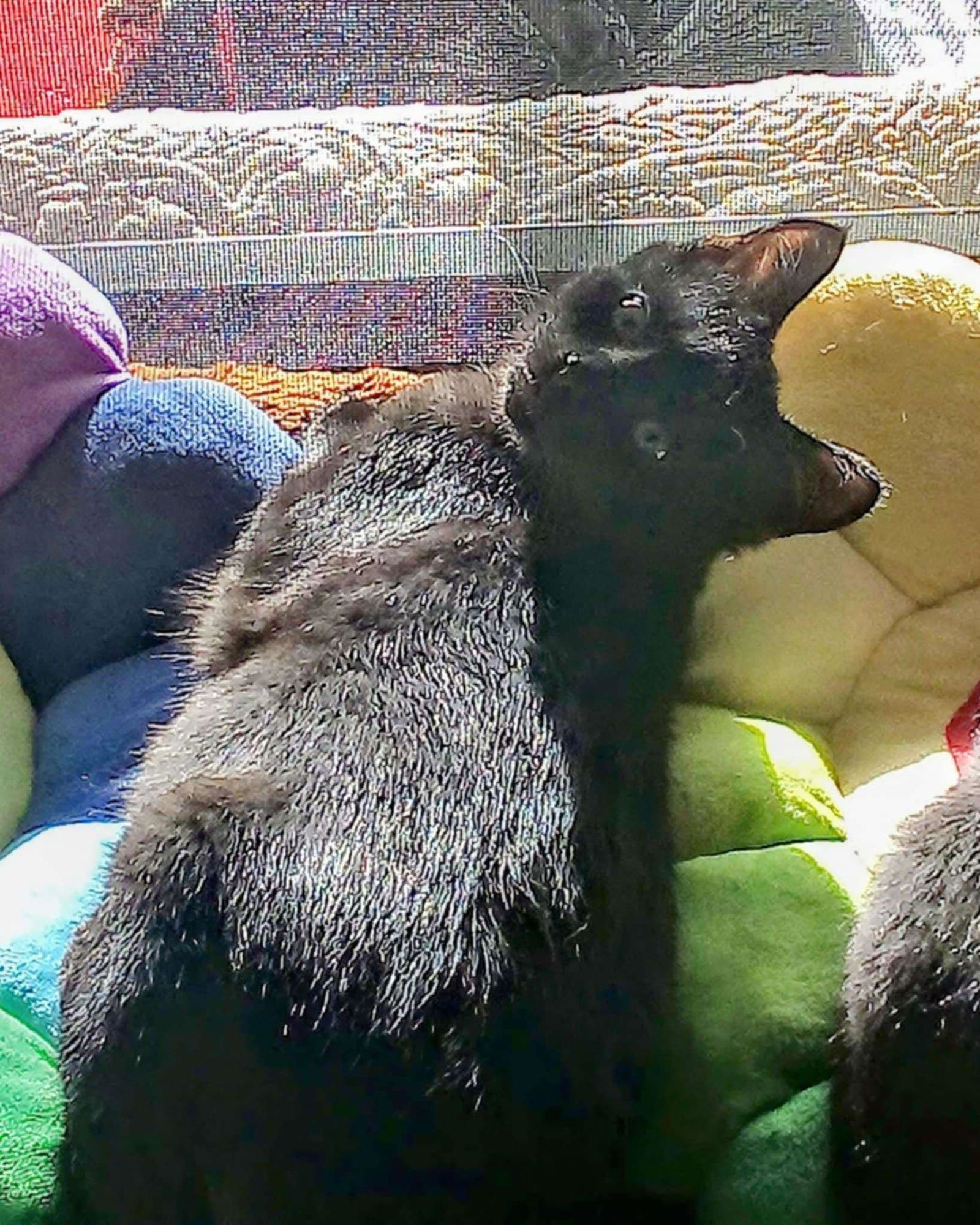 HEARTSIE: NOT AT SHELTER - (DEBRA) - Domestic Short Hair available for adoption