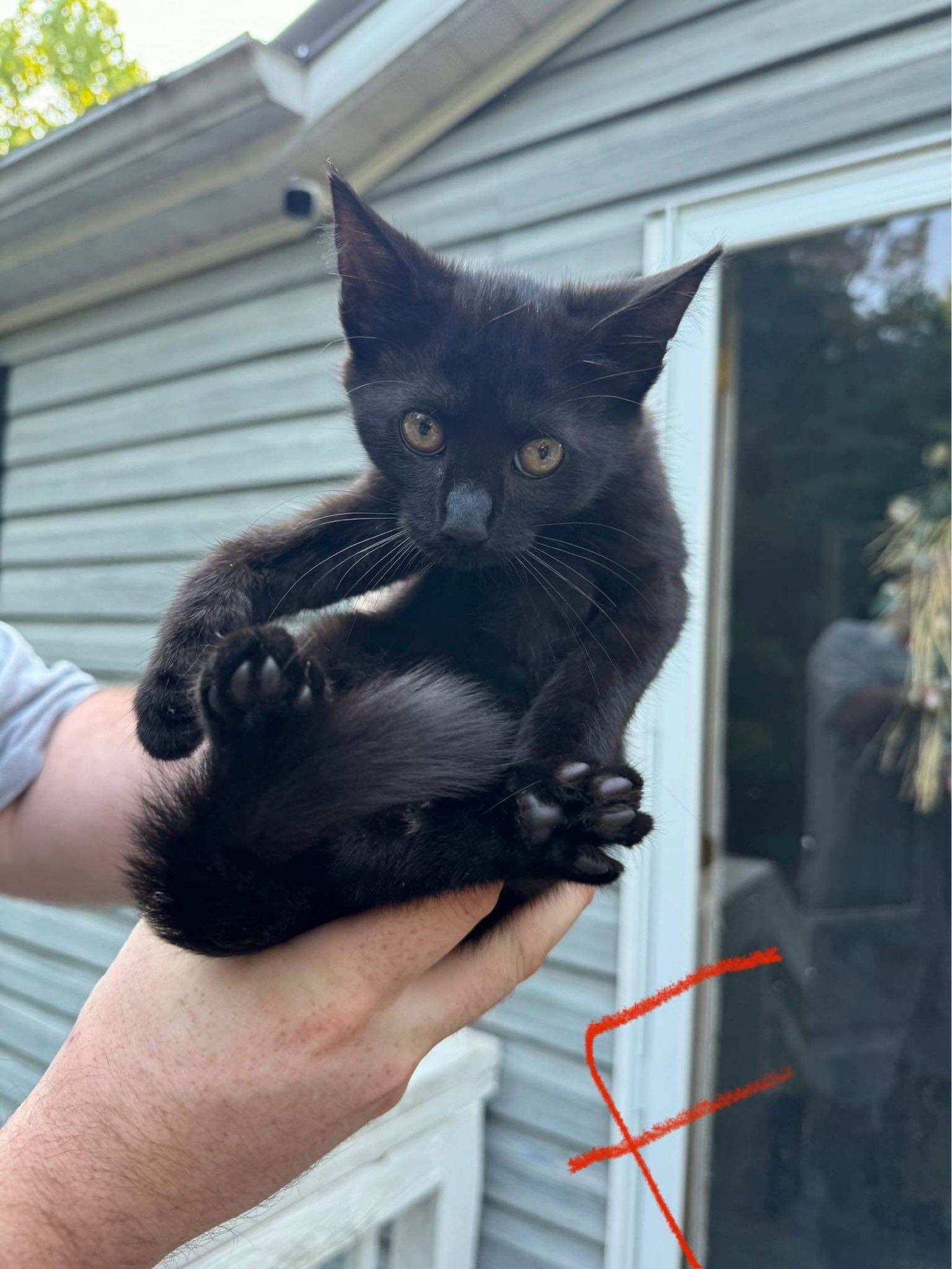 Heartsie: Not at Shelter - (Debra) - Photo 3