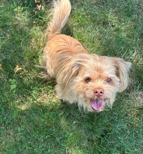 SABASTIAN- MY HOME TO YOURS/AAMR - Shih Tzu available for adoption