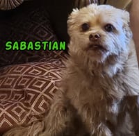 Sabastian- My Home to Yours/AAMR - Photo 2
