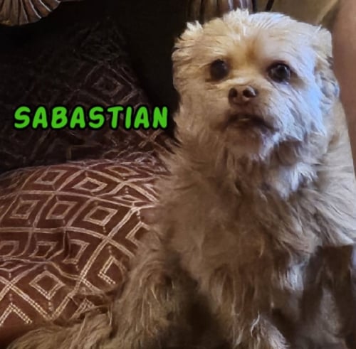 SABASTIAN- MY HOME TO YOURS/AAMR - Shih Tzu available for adoption