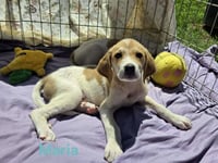 Maria: Pending - Photo 2
