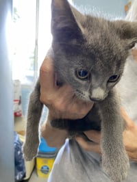 Opportunity - Not at the Shelter (Shannon) - Photo 1