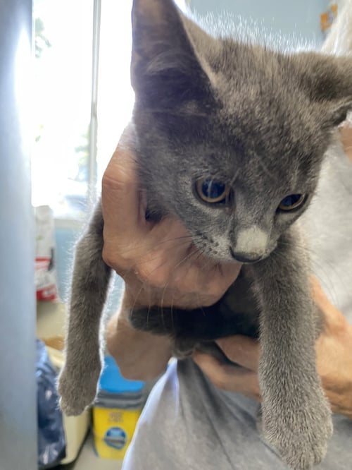 OPPORTUNITY - NOT AT THE SHELTER (SHANNON) - Domestic Short Hair available for adoption