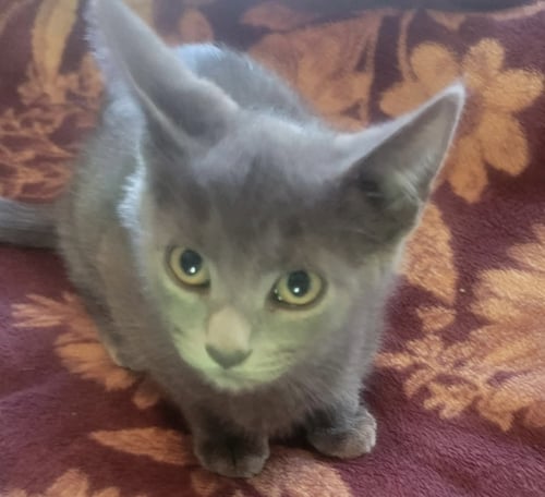 OPPORTUNITY - VISIT AT PETSMART LYNCHBURG - Domestic Short Hair available for adoption