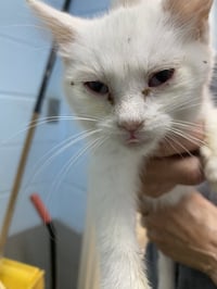Galao - Not at the shelter (Kristy) - Photo 1