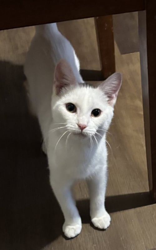 GALAO - NOT AT THE SHELTER (KRISTY) - Domestic Short Hair available for adoption
