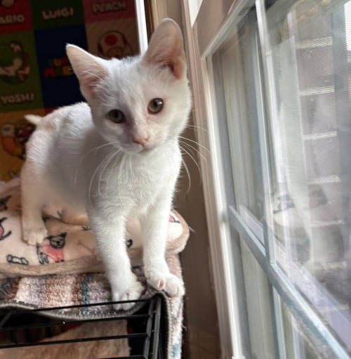 GALAO - NOT AT THE SHELTER (KRISTY) - Domestic Short Hair available for adoption