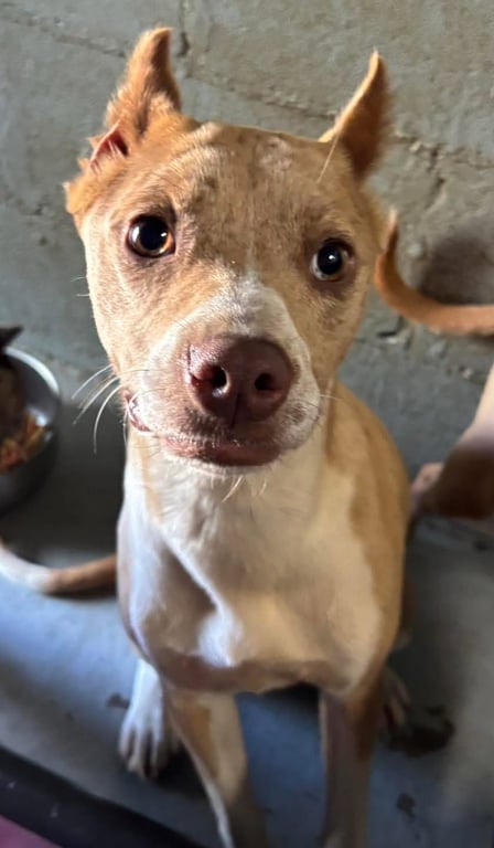 Tiana - At shelter available 6/6 Image