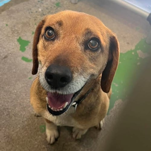 SKIPPY - AT SHELTER AVAILABLE 6/24