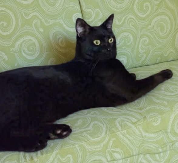 Batman “Midnight:” Visit At Lynchburg Petsmart Image