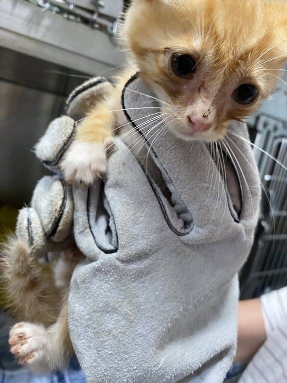Nova - At shelter Image